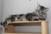 Vorschaubild 1