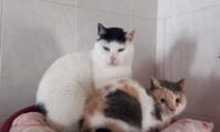 Vorschaubild 6
