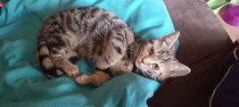 Vorschaubild 1