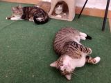 Vorschaubild 6