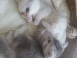 Vorschaubild 5