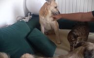 Vorschaubild 6