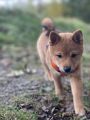 Shiba Inu Welpen: 1 Hündin und ein Rüde, abgabebereit, stubenrein ...