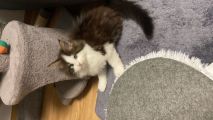 Vorschaubild 2