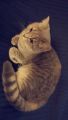 Verkaufe Britische Kurzhaar Katze in Gießen (Hessen) // Snautz.de