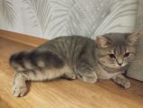 Verkaufe Britische Kurzhaar Katze in Gießen (Hessen) // Snautz.de