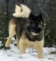 Vorschaubild 1