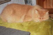 Vorschaubild 6