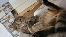 Vorschaubild 3