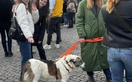 Vorschaubild 2