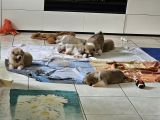 Vorschaubild 6