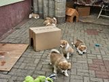 Vorschaubild 10