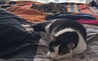 Vorschaubild 4