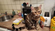 Vorschaubild 1