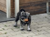 Vorschaubild 5