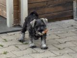 Vorschaubild 4