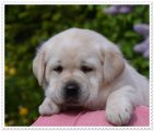 wundersch-ne-labrador-welpen-in-schwarz-und-gelb-aus-der-showlinie-in