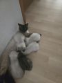 Vorschaubild 10