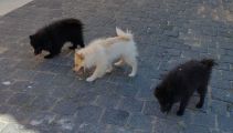 Vorschaubild 5