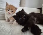 Vorschaubild 6