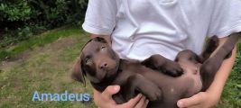 Vorschaubild 1