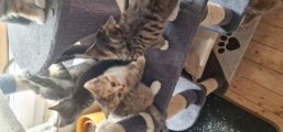 Vorschaubild 9