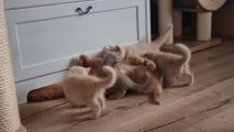 Vorschaubild 5