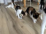 Vorschaubild 2
