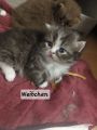 Vorschaubild 5