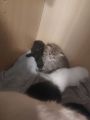 Vorschaubild 4