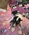 Vorschaubild 6