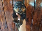 10 Wochen alter Rottweiler Welpe - Weiblich / Männlich in Hamburg ...