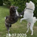 Vorschaubild 1