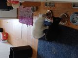Vorschaubild 3