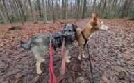 Vorschaubild 3