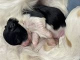 Vorschaubild 3