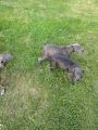 Vorschaubild 8
