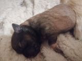 Vorschaubild 1