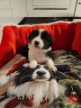 Vorschaubild 7