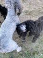 Vorschaubild 7