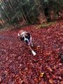 Vorschaubild 5