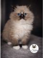 Vorschaubild 3