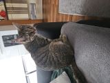 Vorschaubild 1