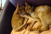 Vorschaubild 9