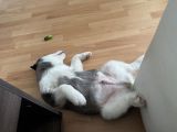 Vorschaubild 5
