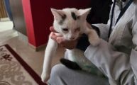 Vorschaubild 3