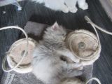 Vorschaubild 3