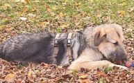 Vorschaubild 1