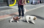 Vorschaubild 4