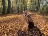 Vorschaubild 9